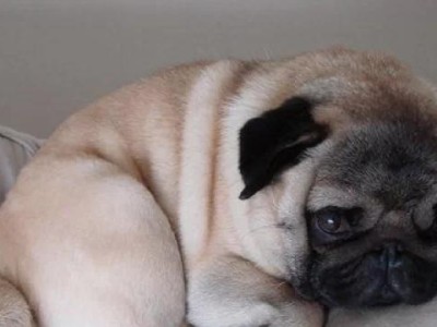 以巴哥犬怀孕后的饮食需求（健康饮食对孕犬和幼犬的重要性）