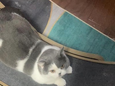小猫为什么要睡觉？（解密小猫的睡眠行为）