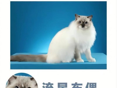 以双色布偶猫为主题的繁殖（探索双色布偶猫的繁殖特点和方法）