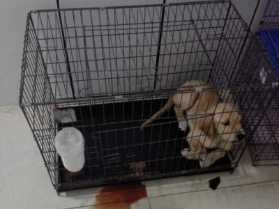 金毛犬细小病毒的治疗与护理（以宠物为主，提高治疗效果）