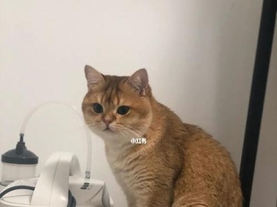 猫咪心脏病从初期到末期，该如何关注？（心脏病初期的迹象、发展趋势和治疗方式）