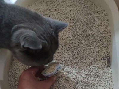 深入探讨猫尿颜色的意义与健康指示（解读猫尿颜色对宠物健康的重要性）