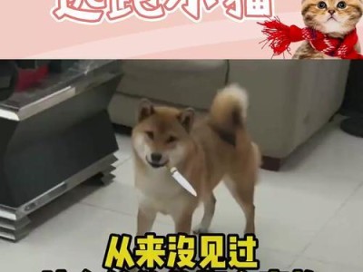霸气狗名大全（给你的宠物狗起个霸气名字，展现它的个性与魅力）