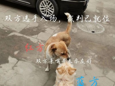 热血竞技（探索人与狗之间的默契与团结）