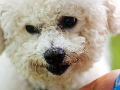 狗狗吃骨头后拉稀喝水，引起注意！（喂食狗骨头需要注意的事项）