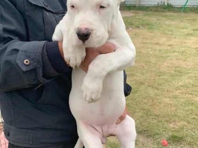 杜高犬的忠诚护主（别怀疑它们的守护精神，这是天生的）
