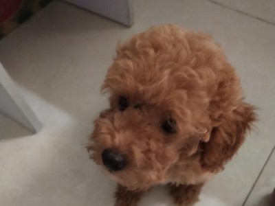 小泰迪为什么会流口水？（探究泰迪狗狗流口水的原因和应对方法）