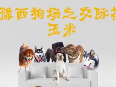 为什么小狗爱吃玉米？（探究小狗对玉米的喜爱与好处）