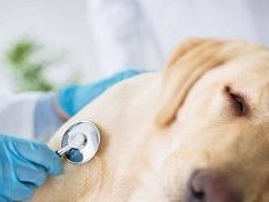 狗狗胰腺炎的药物治疗（以宠物为主，给狗狗最好的关爱）
