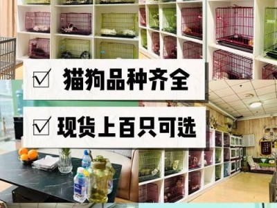 小城狗市白色金毛犬幼崽颜值高引围观（200元一只看了就想买）