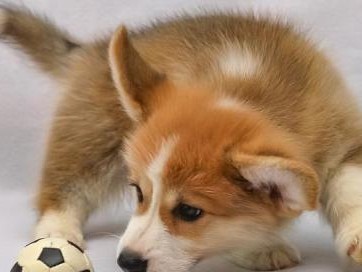 如何训练柯基犬的忠诚度（提高柯基犬的忠诚度并增进与主人的感情）