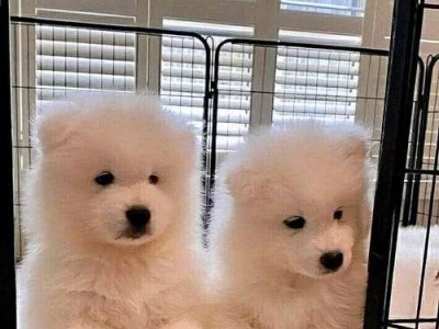 如何选购健康的狗狗？教你4招轻松选对正规犬舍（以犬舍买狗，绝对健康）