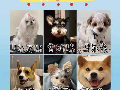 金毛幼犬的合理饮食与营养需求（如何为金毛幼犬提供足够的营养和适量的食物）