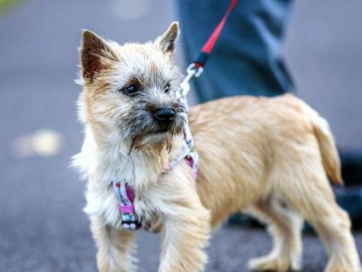 探究以凯恩梗犬的特征标准（了解凯恩梗犬的外貌、性格与健康）