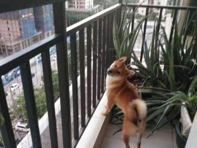 为什么不让狗碰前爪？（保护狗的健康与福祉）