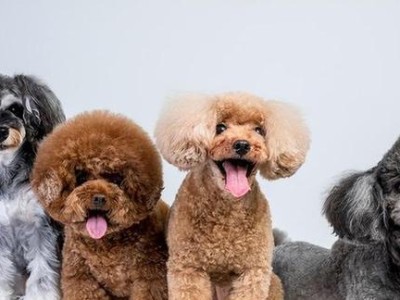 一个月内如何照顾你的贵宾犬（全面指南，助你成为贴心的主人）