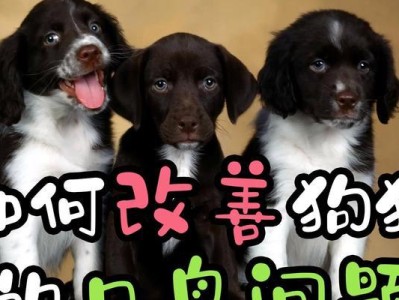 给狗狗喂食蔬菜的正确步骤（营养均衡、健康快乐的宠物生活）