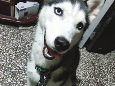 解密哈士奇（以宠物为主，探讨哈士奇的性格特点及饲养方法）