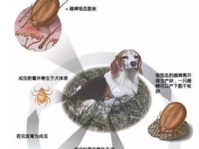 揭秘狗眼睛里的白色虫子（了解狗眼睛内的寄生虫及应对措施）