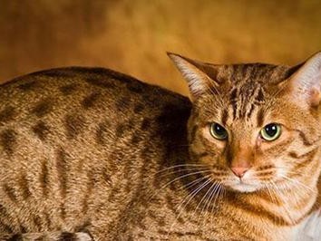 曼岛无尾猫的饲养指南（以宠物为主，让你的猫咪健康快乐生活）