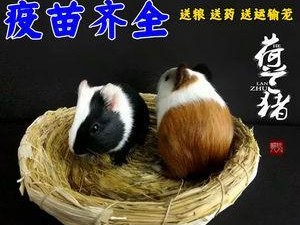 如何正确饲养豚鼠？