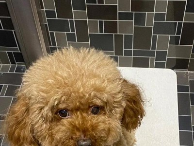 狗狗髌骨内脱的常见症状及治疗方法（揭秘狗狗髌骨内脱，了解如何帮助你的宠物恢复健康）
