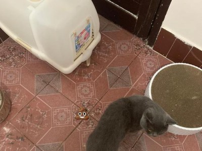 为什么猫不爱上猫砂盆？（探究猫咪不使用猫砂盆的原因与解决方法）