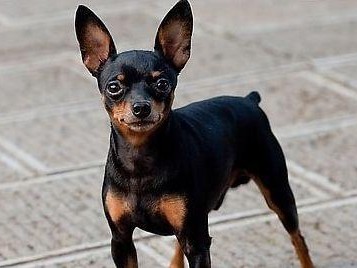 迷你杜宾犬剪尾和剪耳注意事项
