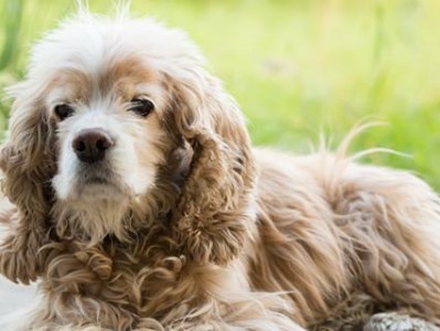 美国可卡犬的饲养方法（以宠物为主，建立和谐的互动关系）