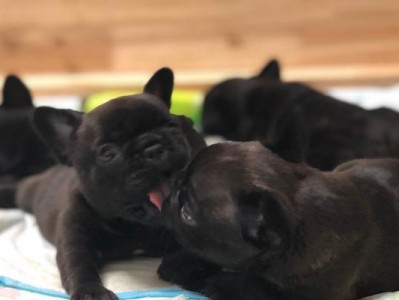 母犬配种前应注射的疫苗（保障母犬和幼崽的健康）