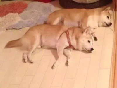 狗狗热（宠物主人必读！预防狗狗热的关键是什么？）