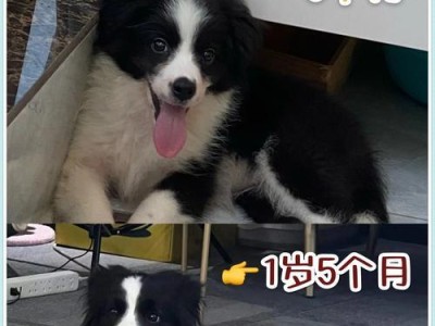 成犬狗吃狗粮应该注意的事项（如何选择适合成犬狗的狗粮）