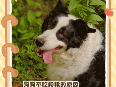 科学喂养狗粮，合理调控饮食量（专业人士告诉你如何确定适当的狗粮喂养量）
