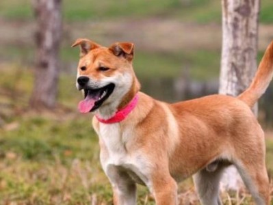 中华田园犬的饲养全攻略（宠物家庭必备，健康快乐从这里开始）
