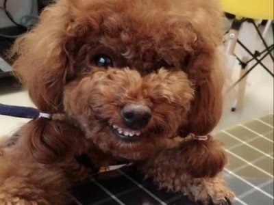 如何正确给贵宾犬剪指甲（贵宾犬的指甲剪不好会有什么后果？）