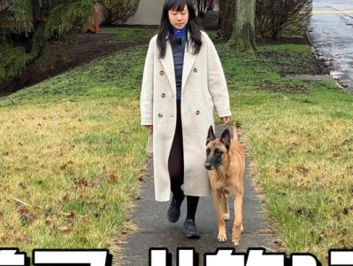 为什么要养公的马犬？（公马犬的优势和适用场景）