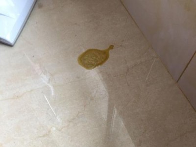 泰迪犬的正常排便频率及如何观察其便便健康（了解泰迪犬的排便习惯，从便便中发现健康问题）