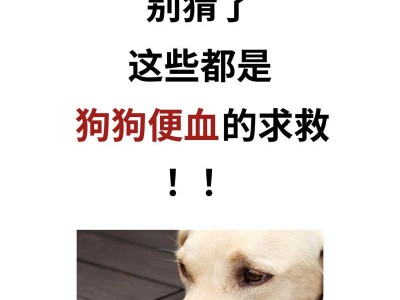 治疗狗拉血的方法与饮食指南（预防与应对狗拉血的有效措施，快速恢复的饮食要点）
