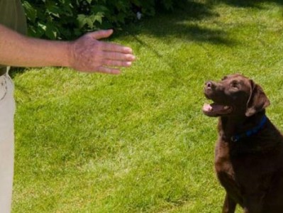 如何训练宠物狗不追咬其它动物？