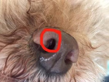 泰迪渴了什么？（探究泰迪对水的需求及其表现）