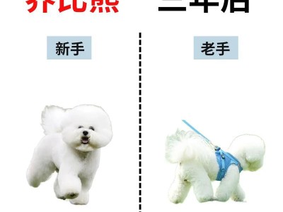 让爱宠安全自由行动——如何训练狗狗用牵绳（从选购到训练，全面掌握牵绳技巧）