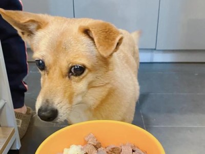 怀孕狗狗如何缓解贫血问题（合理饮食与适当补充铁元素，）
