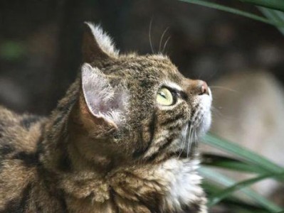 以曼岛无尾猫的饲养为主题的宠物养殖指南（从选择到饲养，让你成为无尾猫的专家）