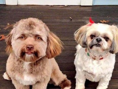 马扎尔犬饲养完全指南（从选购到养护，让你成为专业的马扎尔犬主人）