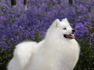 萨摩耶犬的价格及适合家养的优势（了解萨摩耶犬价格，选择最适合的宠物伙伴）