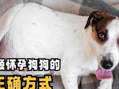 如何判断狗狗是否怀孕了？（狗狗怀孕初期迹象及判断方法，教你轻松识别）