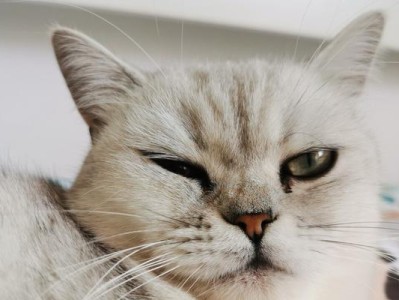 揭秘宠物猫咪为什么会一边眼睛流眼泪（探究猫咪健康问题，帮助宠物主人了解猫咪健康状况）