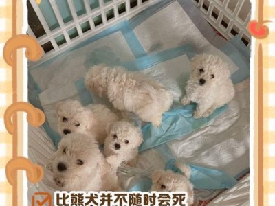比熊犬的生产周期（了解比熊犬生产周期的关键信息）