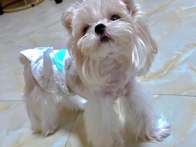 探究约克夏犬价格的因素及市场行情（揭秘约克夏犬的价格范围和影响因素，让您明晰购买预算和市场规律）