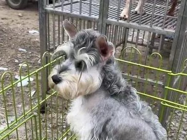 以法牛即将产子（迎接命运赐予的希望与挑战）